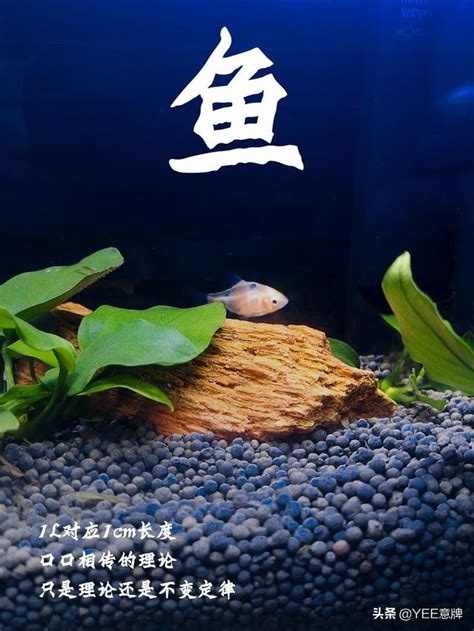 一尺魚缸養多少魚|魚缸養多少魚合適，這個公式告訴你，再也不用請教別。